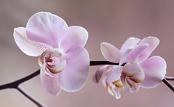 Tapeta Orchidea 29017 - samolepiaca